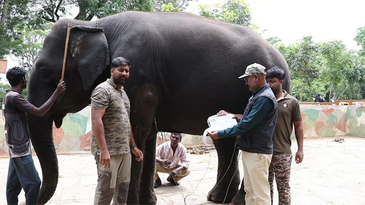 Mysuru Dasara 2026: Rigorous Multi-Layered Selection Process Begins for Dasara Elephants